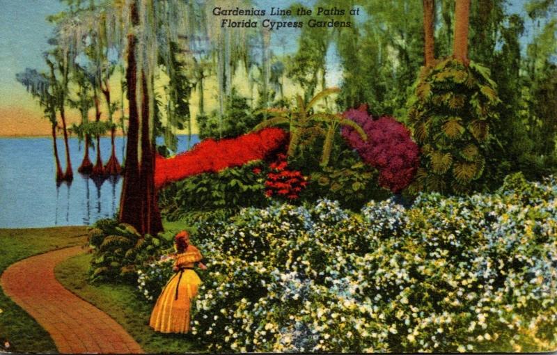 Florida Cypress Gardens Gardenias In Bloom 1962 Curteich