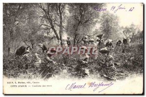 Grasse - Cote d & # 39Azur - Picking Roses - Old Postcard