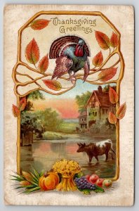 Thanksgiving Greetings Turkey Cow Wading In Water Picturesque Scene Postcard K28