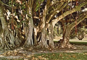 Postcard Banyan Tree On The Grounds Beautiful Ringling Museums Sarasota Florida