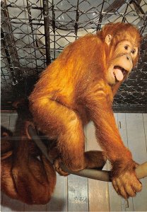 Lot359 stuttgart bad cannstatt wilhelma orangutan animal germany