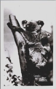 Australia Koala Native Bear Australia Vintage RPPC C103