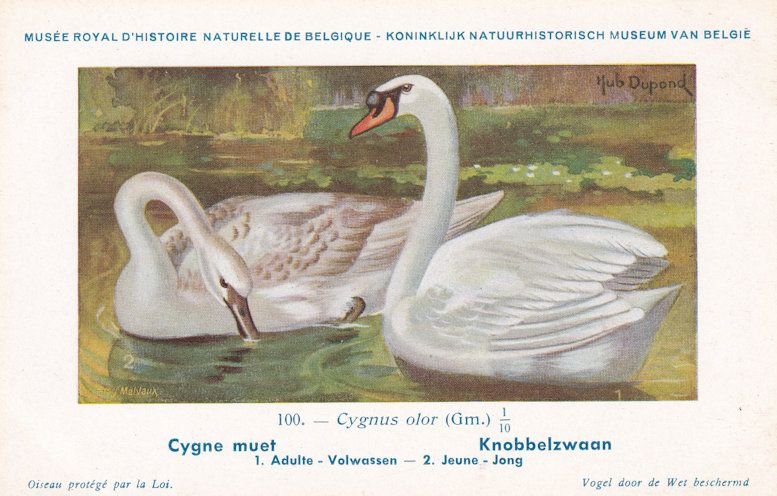 Mute Swan Cygnus Olor Bird Antique Rare Postcard