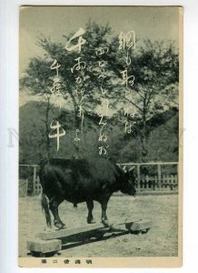 247006 JAPAN BULL Vintage postcard