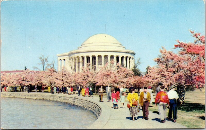 Thomas Jefferson Memorial Cherry Blossoms Tidal Basin West Potomac Park Postcard