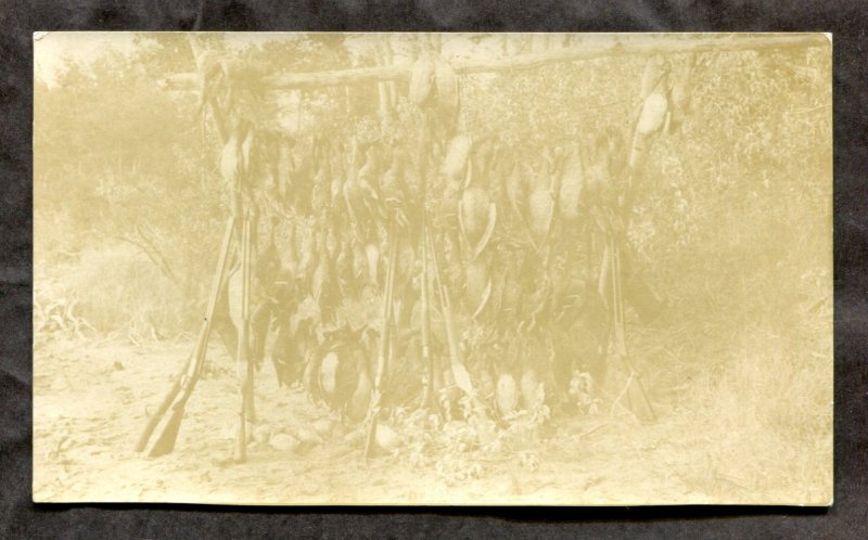 dc462 - BIRD HUNTING 1910s Shotguns Real Photo Postcard