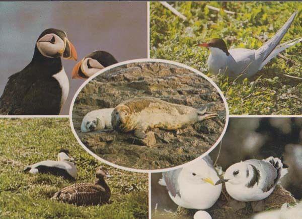 Farne Islands Puffins Tern Birds Grey Seals Eider Ducks Kittiwakes Postcard