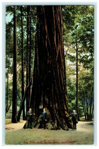 Big Tree Santa Cruz California Redwood Giant Sequoia Men Suits Postcard Vintage 