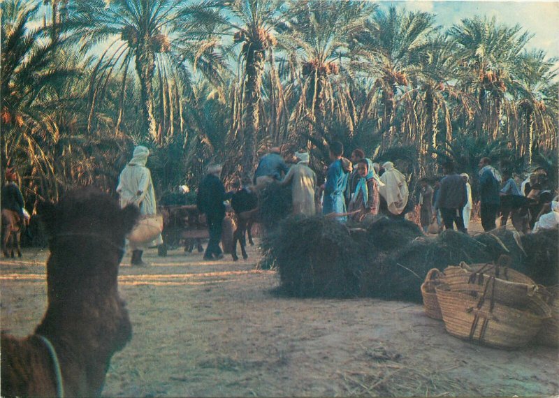 Postcard Africa native ethnic morocco  folklore ritual horse piazza square