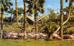 Flamingos Tampa, Florida