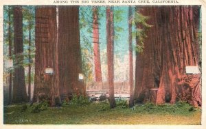 Vintage Postcard 1929 Among Big Trees Near Santa Cruz California Pacific Novelty