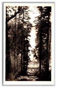 RPPC Trees Along Redwood Highway California CA UNP Postcard Z9