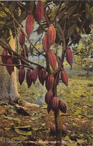 JAMAICA BEARING COCOA TREE~LOT OF 2 DUPERLY & SON PUBL POSTCARDS 1910s