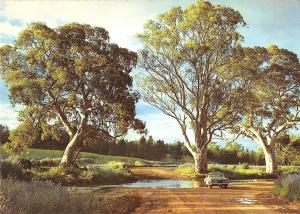 BR101922 river gums at wilpena creek crossing flinders ranges   australia