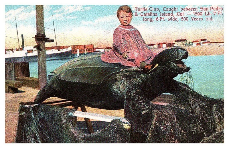 Sea Turtle, Child sitting, 1500 lb, 7ft long, 500 yrs old