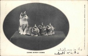 J Bordeaux Mother Cat and Kittens Kitty Cats c1910 Vintage Postcard