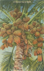Florida Cocoanut Tree Linen Postcard Unused