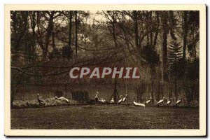 Old Postcard Zoological Park Cleres Crane dverses Zoo