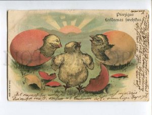 3048923 Little CHICKENS in Eggs vintage EASTER Russia RPPC