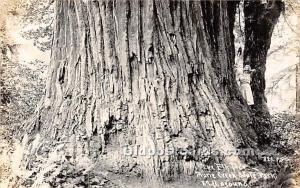 The Elk Tree, real photo Prairie Creek State Park Logging, Timber Unused 