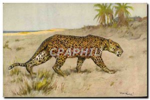 Postcard Old Felin Cheetah