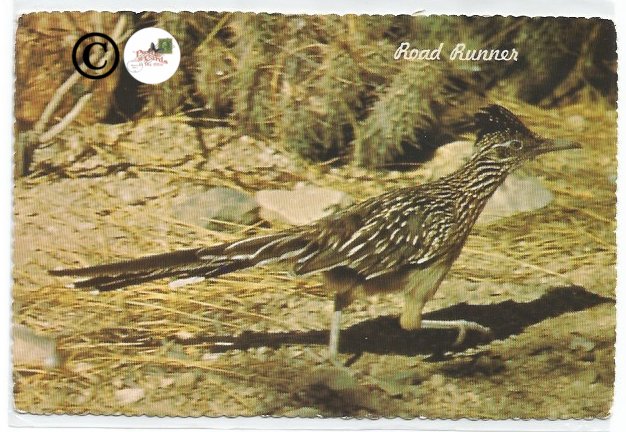 Vintage Postcard Roadrunner Road Runner Clown Of The West, Nature, Bird