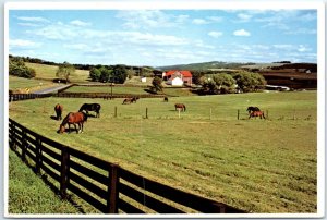 Postcard - Standardbreds Grazing - The Farms of North East, Pennsylvania