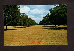 Pecan Trees Pecans Grove Farm Farming Southern States US Postcard