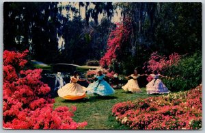 Vtg Cypress Gardens FL Bougainvillea Azaleas Petunias Southern Belles Postcard