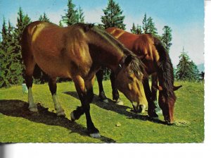 Two horses grazing Modern German photo postcard 1970s