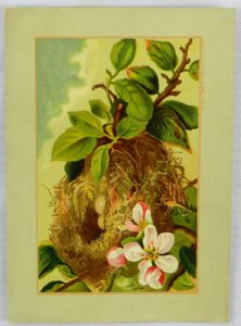 Large Bird Nest in Branches with Two Bird Eggs Inside - Buffalo, NY - Trade Card