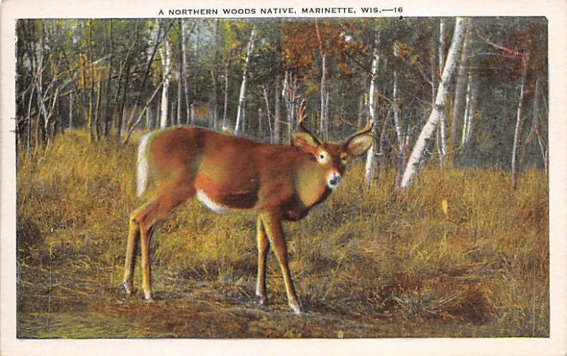 Northern Woods Native Marinette, Wisconsin Deer 1933 