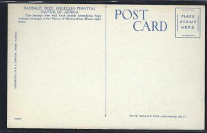 FL- Coconut Grove- Sausage Tree