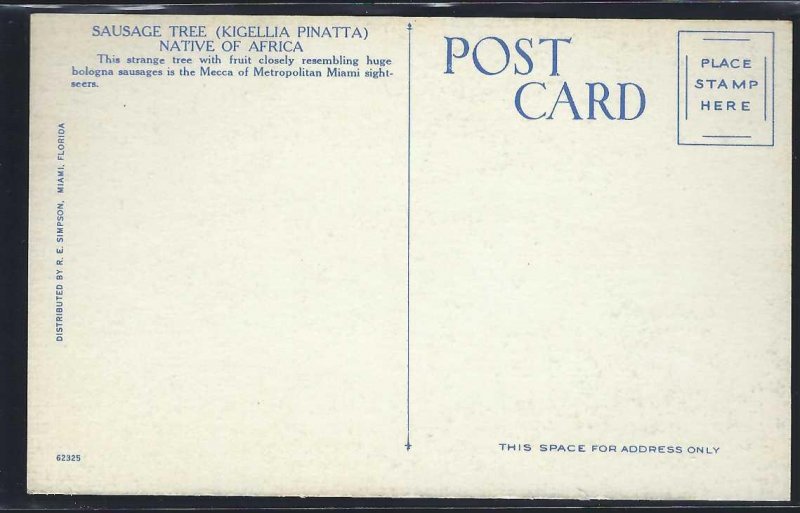 FL- Coconut Grove- Sausage Tree