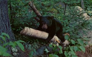 Bear,Adirondack Mts,NY BIN