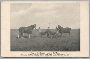 FOUR GREATEST HORSES IN THE WORLD HIRAM BLUE BELL TOM THUMB ANTIQUE POSTCARD