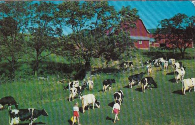 Dairy Farm Scene Greetings From Oneonta New York