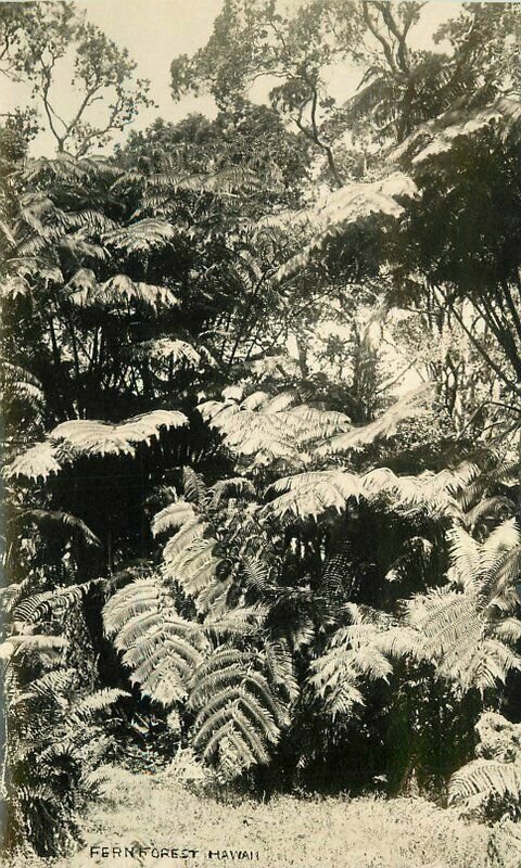 Hawaii Beautiful Fern Forest 1920s RPPC Photo Postcard 21-10872