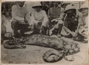 Japanese Military Soldiers Playing With Snake Old War Photo