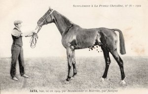 Java La France Chevaline 1909 Race Horse Antique PB Postcard