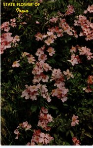 US    PC5259 WILD ROSE, STATE FLOWER OF IOWA