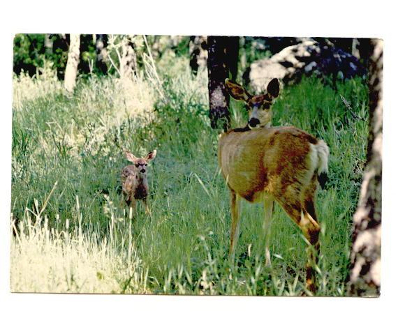 Mule Deer Doe and Fawn,