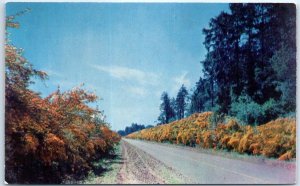 Postcard - Nature Trees Road Landscape Scenery