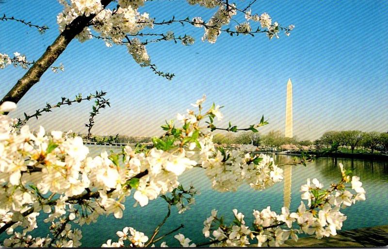 Washington D C Washington Monument and Cherry Blossoms 1998