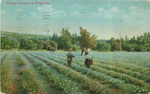 California Flower Field Carnations Winter Time Newman 1911 Postcard 5497 