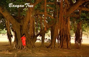 Hawaii Maui Lahaina Native Banyan Tree