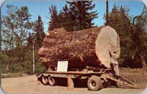 Sitka Spruce Log Oregon Washington c1950s? Vintage Postcard Forestry Lumber