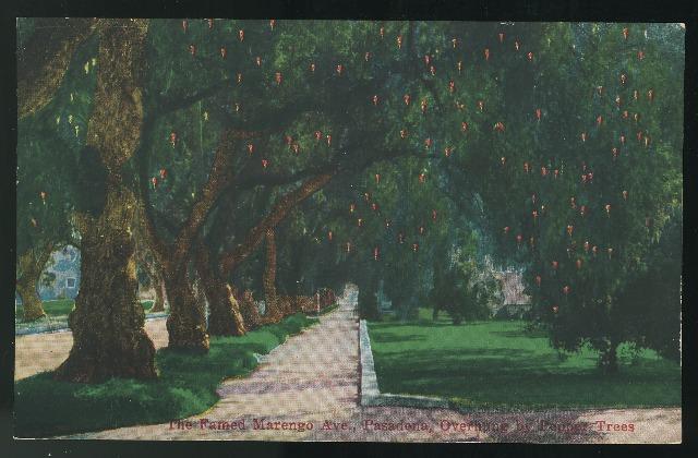 Famed Marengo Ave Pasadena California overhung by Pepper Trees Vintage Postcard