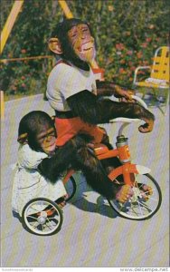 Florida Miami Chimpanzees Riding Tricycle At The Monkey Jungle