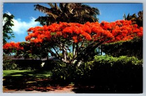 Flame Tree, Royal Poinciana, Hawaii, Vintage Chrome Postcard #2